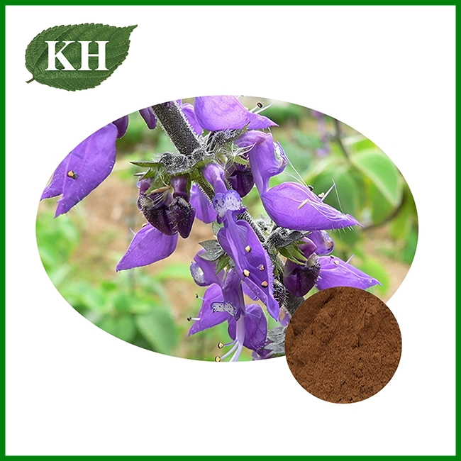 Coleus Forskohlii Extract Powder